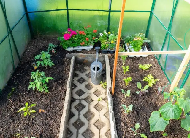 Kiedy siać pomidory pod folię, aby uniknąć przymrozków i zyskć plony