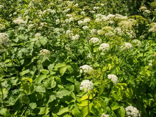 Gęsty łan zielonych liści i baldachów białych kwiatów, tak wygląda podagrycznik w pełnym rozkwicie.