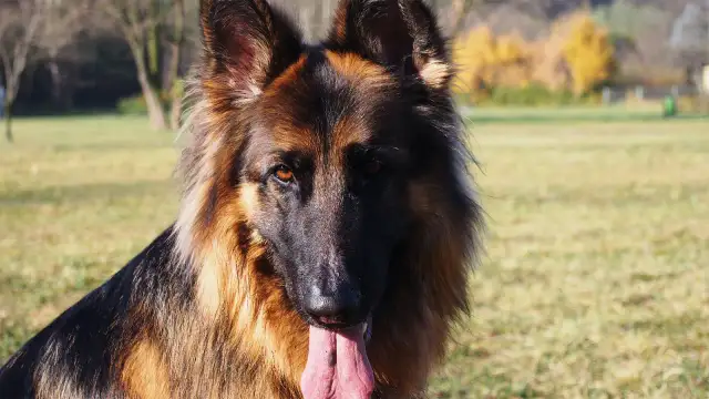 Jak długo rośnie owczarek niemiecki? Odkryj etapy wzrostu i dojrzałości