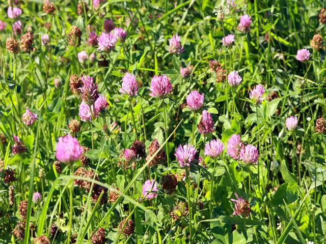 Czerwona koniczyna na trawniku: Jak skutecznie zwalczyć chwast?