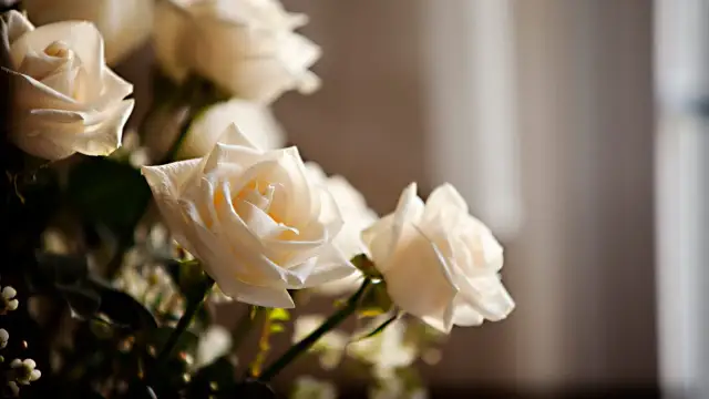 Wiersze i cytaty na pożegnanie: Znajdź słowa ukojenia w żałobie