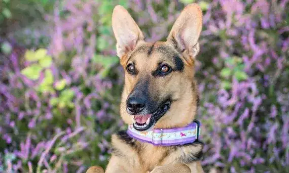 Obroża czy szelki dla owczarka niemieckiego - co wybrać, aby uniknąć problemów?