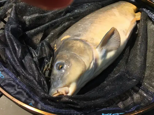 Gdzie na ryby w Poznaniu? Odkryj najlepsze miejsca i porady wędkarskie