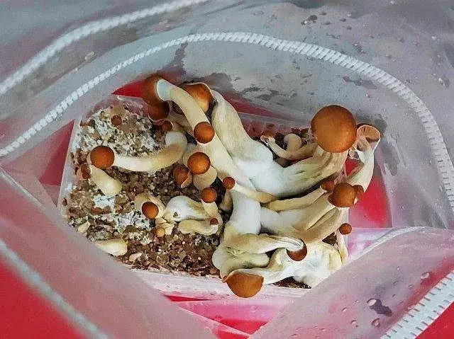 Cena grzybów halucynogennych w Polsce: Ile kosztuje gram i jakie ryzyko?