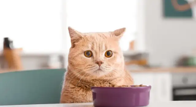 Pomarańczowy kot patrzy na miskę z karmą.