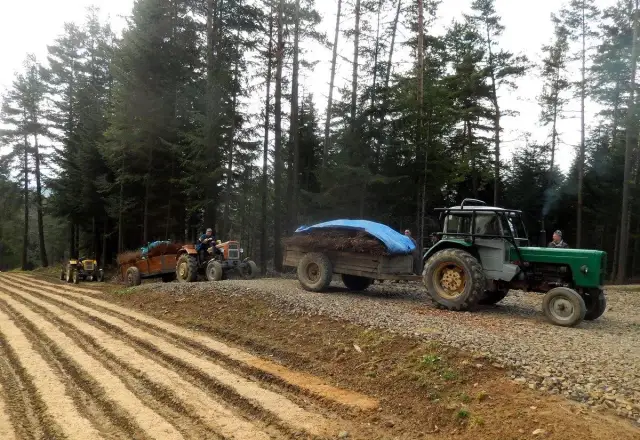 Zarobki na sadzeniu lasu: Praca czy inwestycja? Zobacz liczby!