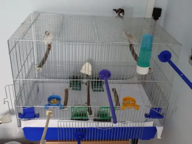 Najlepsza klatka dla kanarka - poznaj wszystkie wymogi i wyposażenie