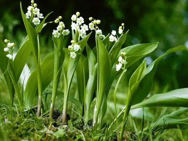 Kiedy jest sezon na konwalie? Poznaj najlepszy czas na ich kwitnienie