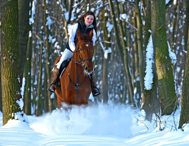 Najlepsze stadniny we Wrocławiu: jazda konna i opieka nad końmi