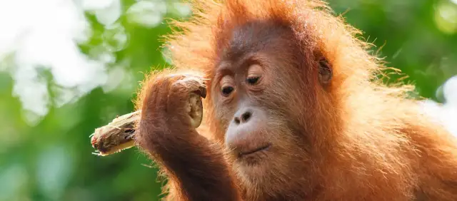 Czy olej palmowy jest wegański? Odkryj kontrowersje i alternatywy