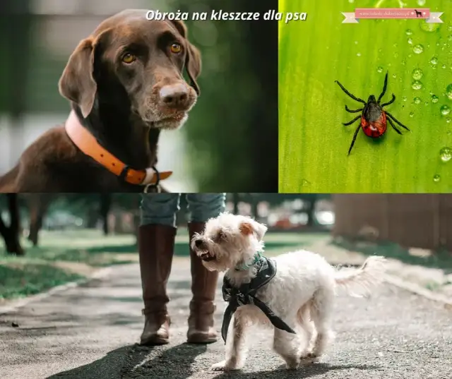 Obroża przeciwpchelna dla szczeniaka: Od 7. tygodnia bezpiecznie!