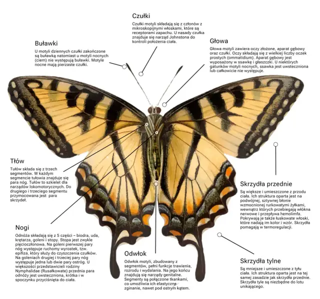 Gdzie jest goleń? Odkryj tajemnice tej części nogi i jej znaczenie