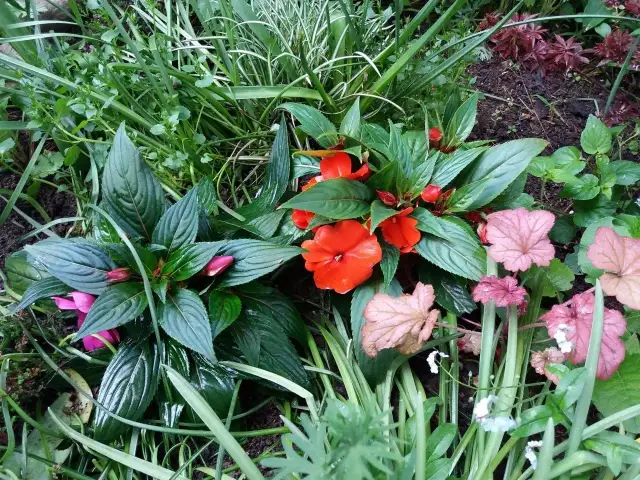 Cień pod choinką? Co posadzić, by rabata zachwycała!