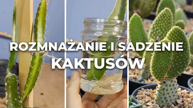Jak sadzić kaktusy w doniczce: uniknij najczęstszych błędów