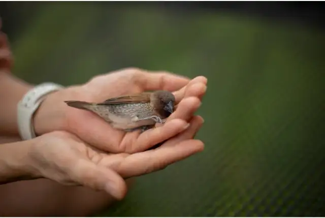 Chory ptak? Dowiedz się, gdzie dzwonić po pomoc dla niego