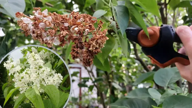 Jak przycinać bez, aby zapewnić mu piękne kwitnienie i zdrowie