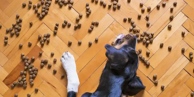 Jakie mięso dla psa z cukrzycą? Oto najlepsze opcje dla zdrowia psa