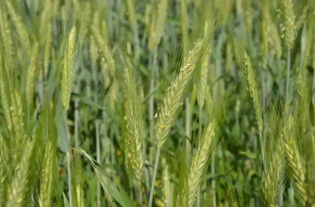 Jak kwitnie pszenica i dlaczego to kluczowy etap w uprawie?