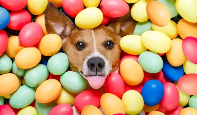 Szczeniak i jajka: jak podawać, by wspierać zdrowie bez ryzyka?