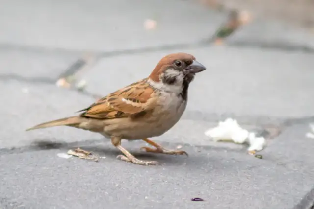 Ile lat żyje wróbel? Średnia, rekordy i jak im pomóc