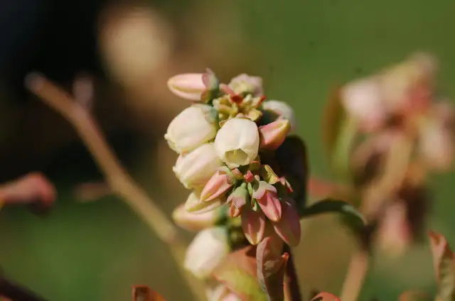 Borówka amerykańska: Kwitnienie, zapylanie i problemy z kwiatami
