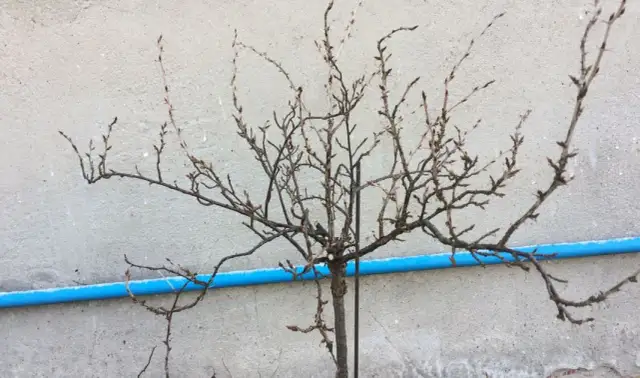 Jak przycinać agrest na pniu, aby uniknąć błędów i cieszyć się plonami