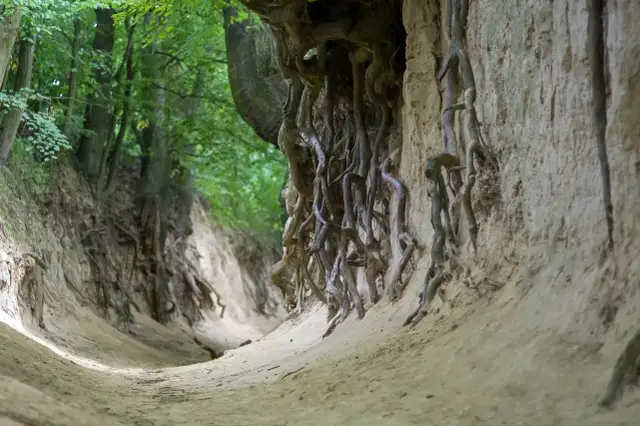 Wąwóz korzeniowy dół, gdzie splątane korzenie drzew tworzą naturalne rzeźby na piaszczystych ścianach.