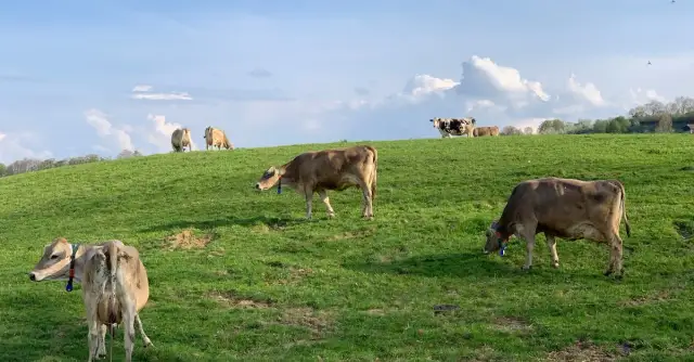 Co warto wiedzieć o cenach bydła? Kluczowe informacje dla kupujących