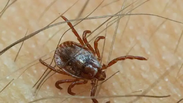 Warum beißen Zecken nicht jeden? Die überraschenden Gründe erklärt