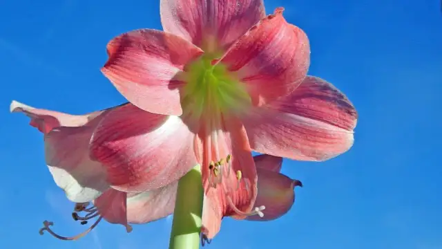 Amarylis ile razy kwitnie? Odkryj tajemnice jego cyklu kwitnienia