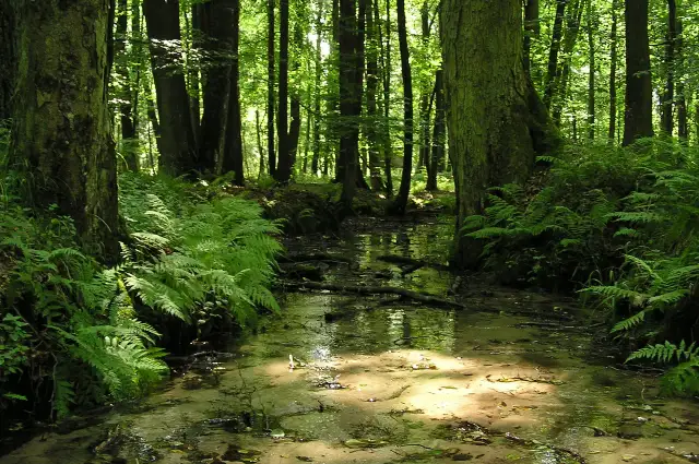 Rezerwat Przyrody Srebrne Źródła – co warto wiedzieć przed wizytą?