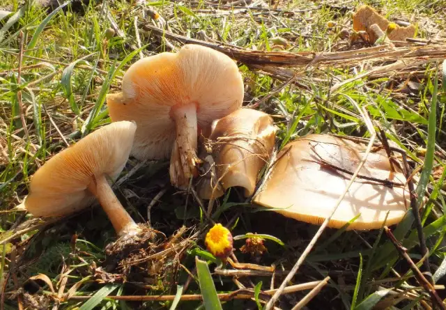 Ciemnobiałka płowa - poznaj smak i wartości odżywcze tego niezwykłego grzyba