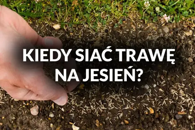 Kiedy siać trawę? Wiosna czy jesień - poznaj najlepszy termin