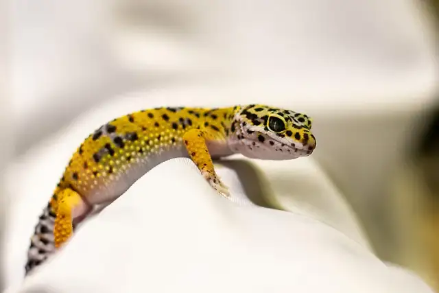 Czym żywią się gekony? Kluczowe informacje o ich diecie i potrzebach