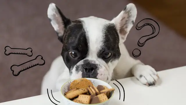 Czy pies może jeść sezamki? Dowiedz się, co może mu zaszkodzić