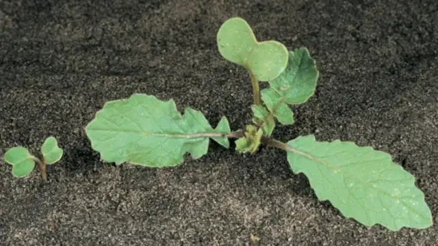 Rzodkiew świrzepa: Jak rozpoznać i skutecznie zwalczyć chwast?