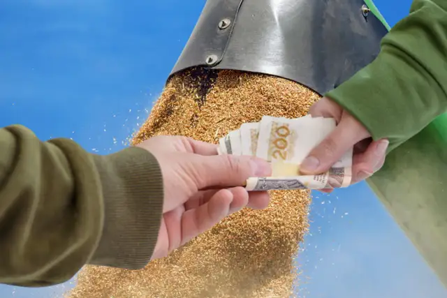 Czy można składać wnioski o dopłaty do zboża? Sprawdź terminy i wymagania