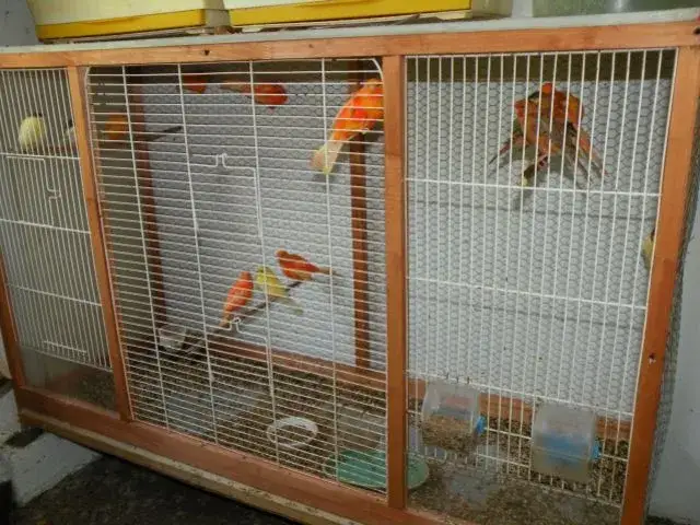 Jak przygotować kanarki do lęgów: kluczowe wskazówki i porady