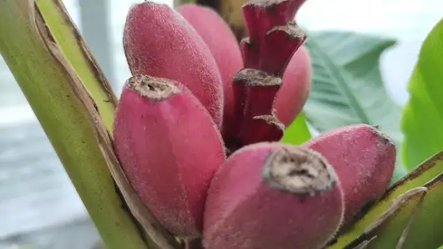 Jak kwitnie banan? Odkryj sekrety kwitnienia i owocowania