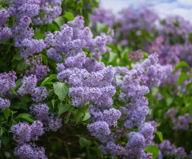 Co kwitnie w maju w lesie? Odkryj piękno dzikich roślin