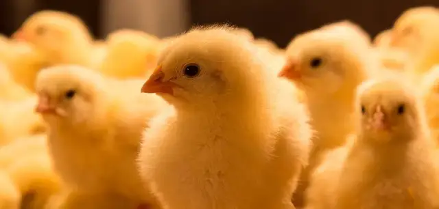 Jak rozpoznać płeć kurczaka - proste metody dla początkujących