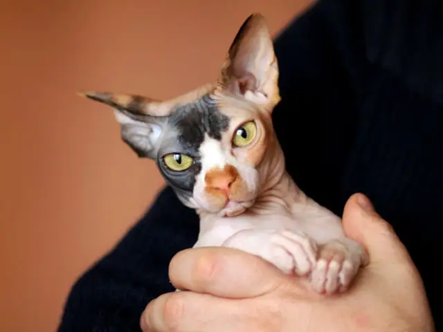 Koty które nie gubią sierści - rasy idealne dla alergików i miłośników czystości