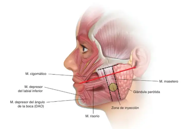 Todo sobre el músculo masetero: funciones, problemas y soluciones