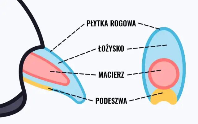 Kiedy obcinać pazury szczeniakowi? Zdrowe łapy, bez stresu!