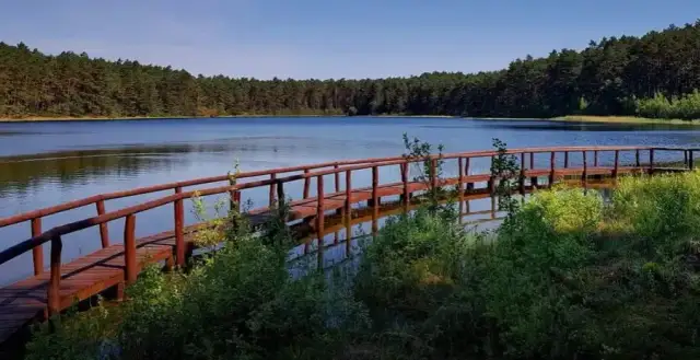 Jezioro lobeliowe w Borach Tucholskich: unikalne ekosystemy w zagrożeniu