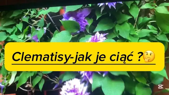Jak przycinać clematisy, aby uniknąć błędów i zapewnić piękne kwitnienie