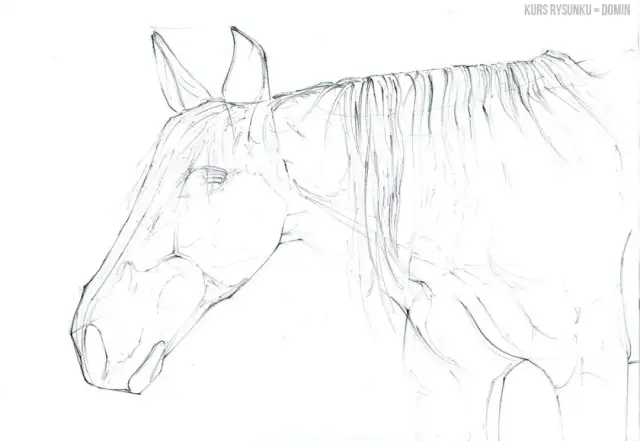 Realistyczny rysunek głowy konia? Odkryj sekrety krok po kroku!