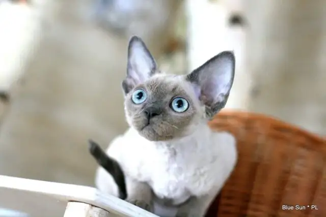 Kocięta Devon Rex Blue Point: Cechy, Hodowle i Wskazówki dla Kupujących