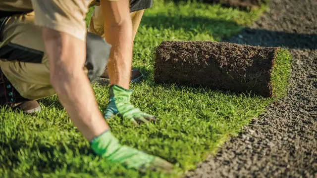 Trawnik w Rolkach: Jakie Są Ceny? Szybki Sposób na Zielony Ogród