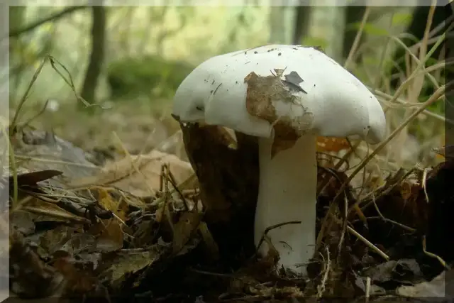 Jak rozpoznać gąskę gołębią? Wszystko o grzybie i jego występowaniu